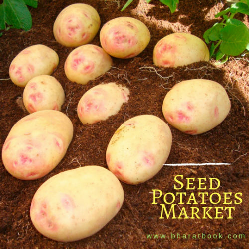 Seed Potatoes Market